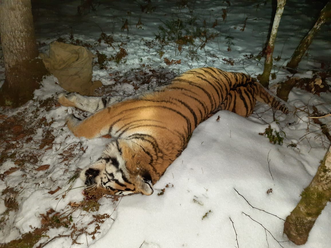 В Приморье обнаружен труп амурского тигра