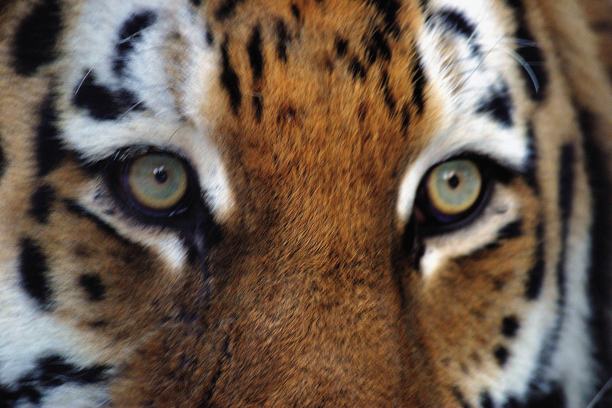 По факту убийства тигренка в Хабаровском крае возбуждено уголовное дело