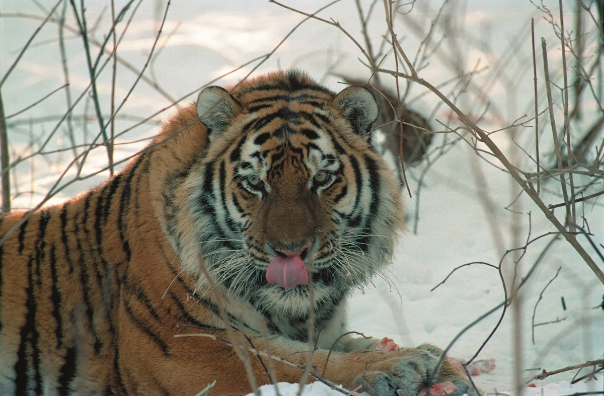 Конфликтная ситуация между тигром и человеком сложилась в Надеждинском районе Приморья