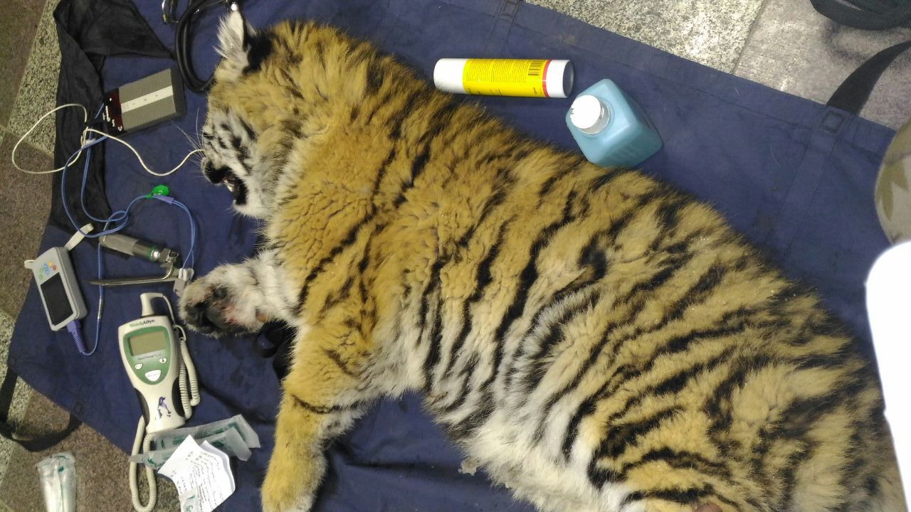 В Приморье спасен тигренок