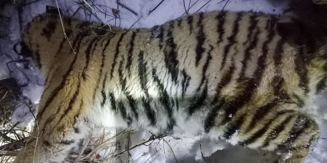 В окрестностях села Верхний Перевал в Приморье отловлен тигр
