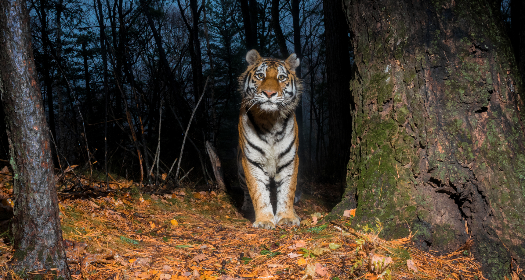 Тигр в лесах Хабаровского края. Автор фото: Sascha Fonseca