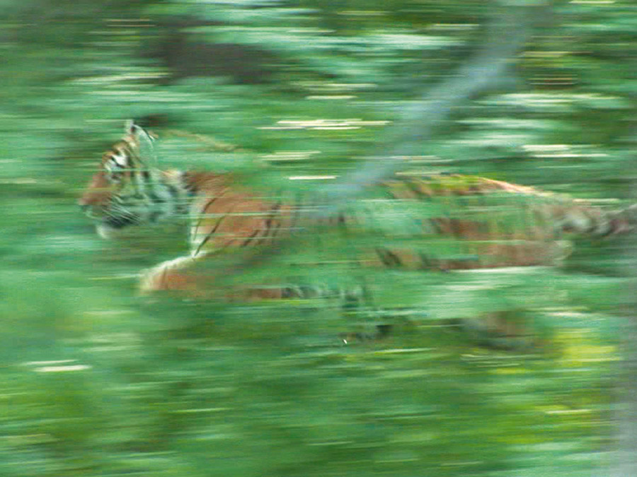 Эксперты выяснили причину гибели тигра Упорного
