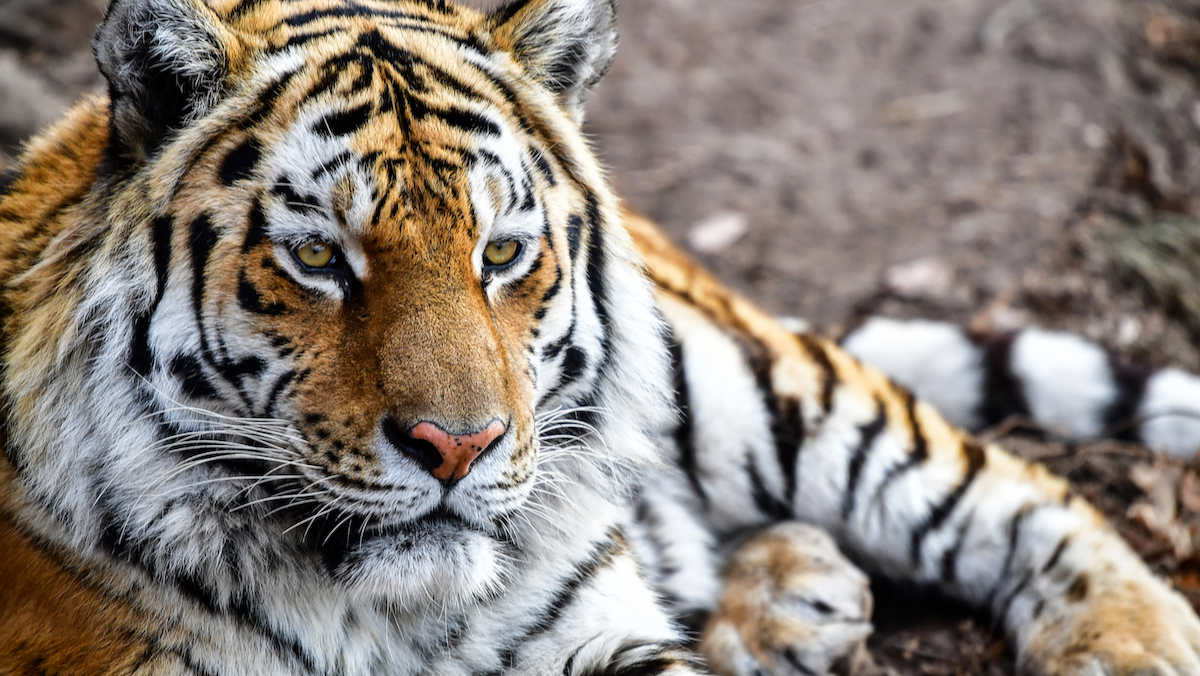 Амурский тигр. Фото: Юрий Смитюк