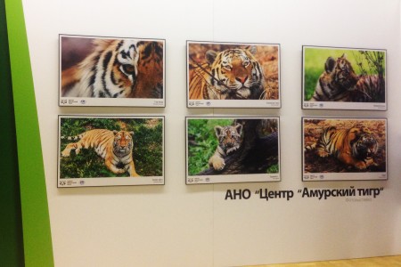Центр «Амурский тигр» принял участие в первом Фестивале Русского географического общества