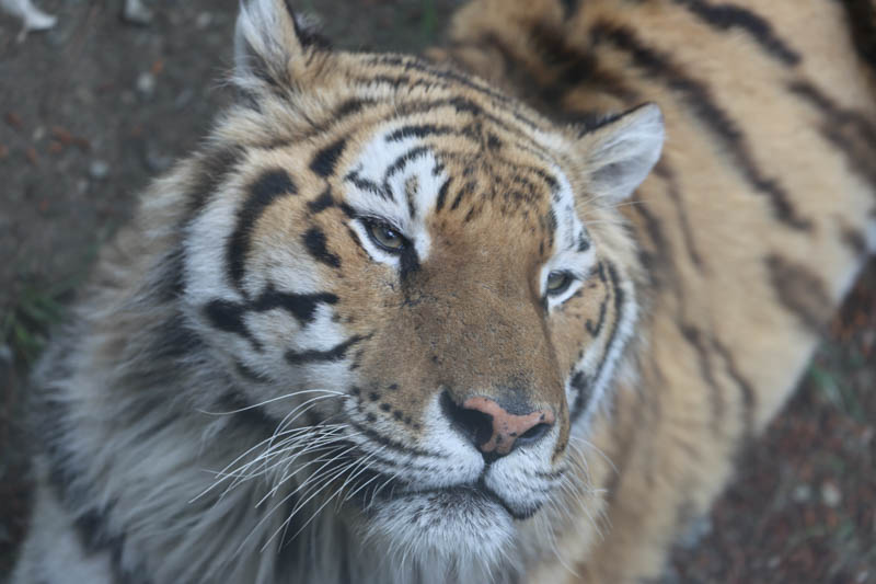 Тигру нужно имя: Центр «амурский тигр» и vl.ru предлагают стать «крестными» полосатого хищника