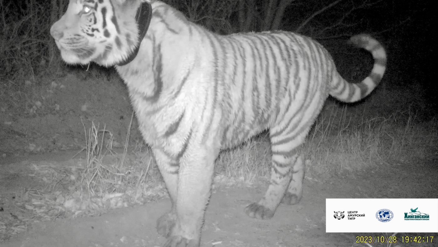 Попалась: тигрицу Елену с «котятами» сняла фотоловушка в Амурской области