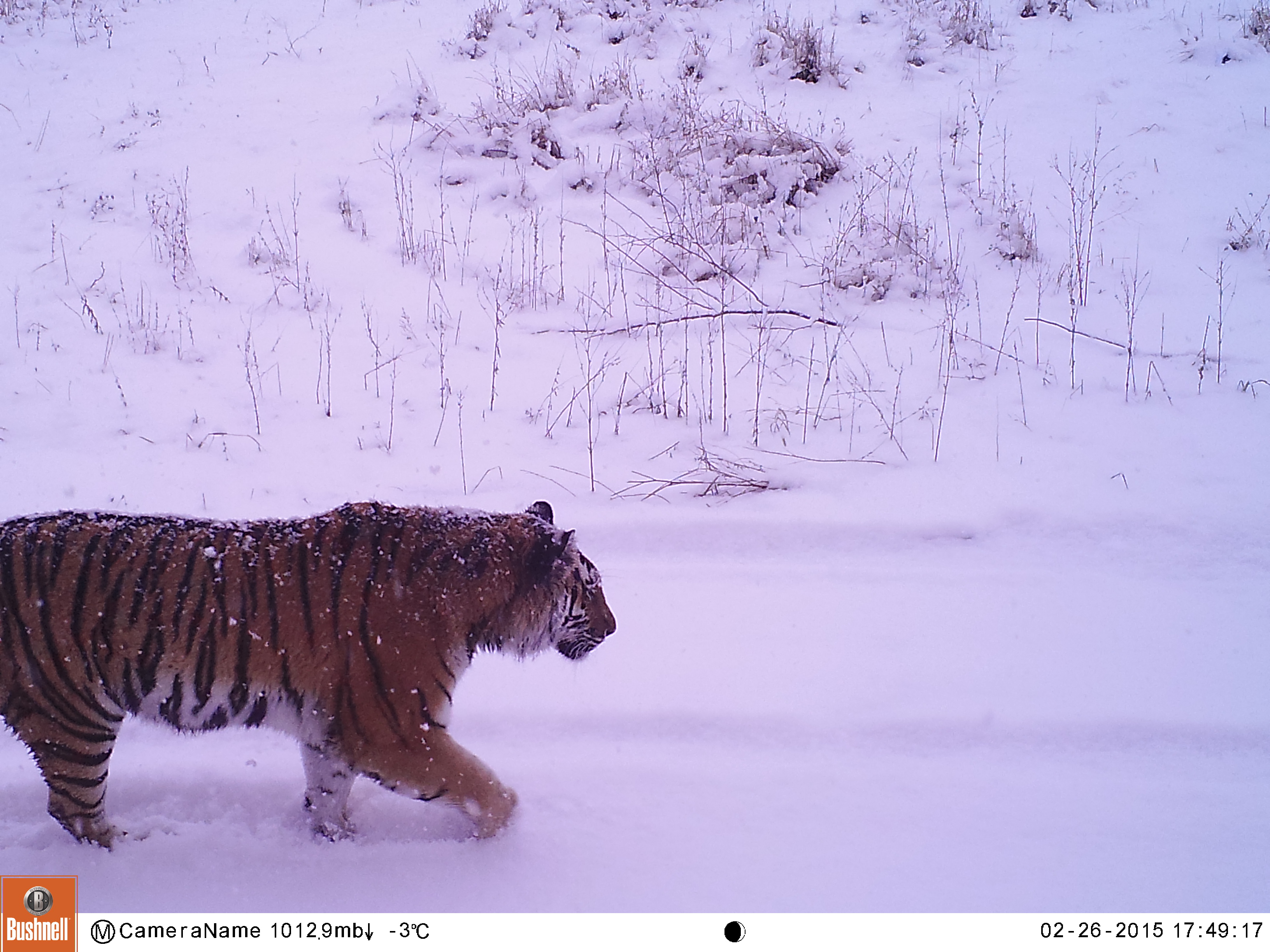 Top experts discussed ways to save the amur tiger