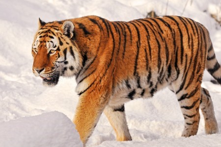 Criminals, involved in murder of amur tigers and sale of their parts detained