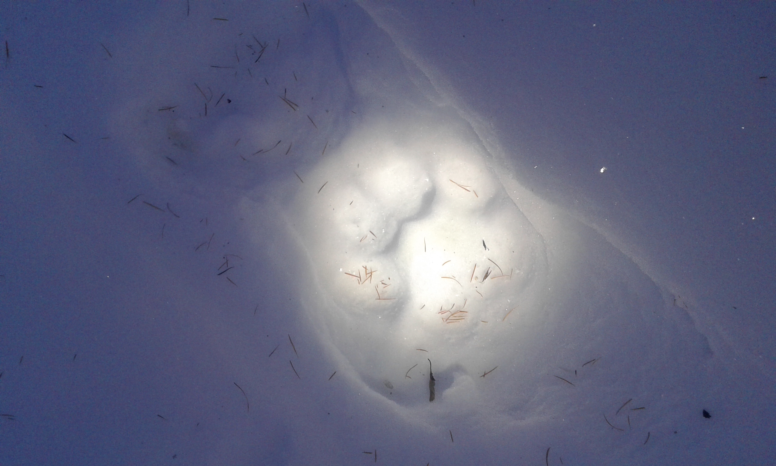 Amur tiger footprints lead North