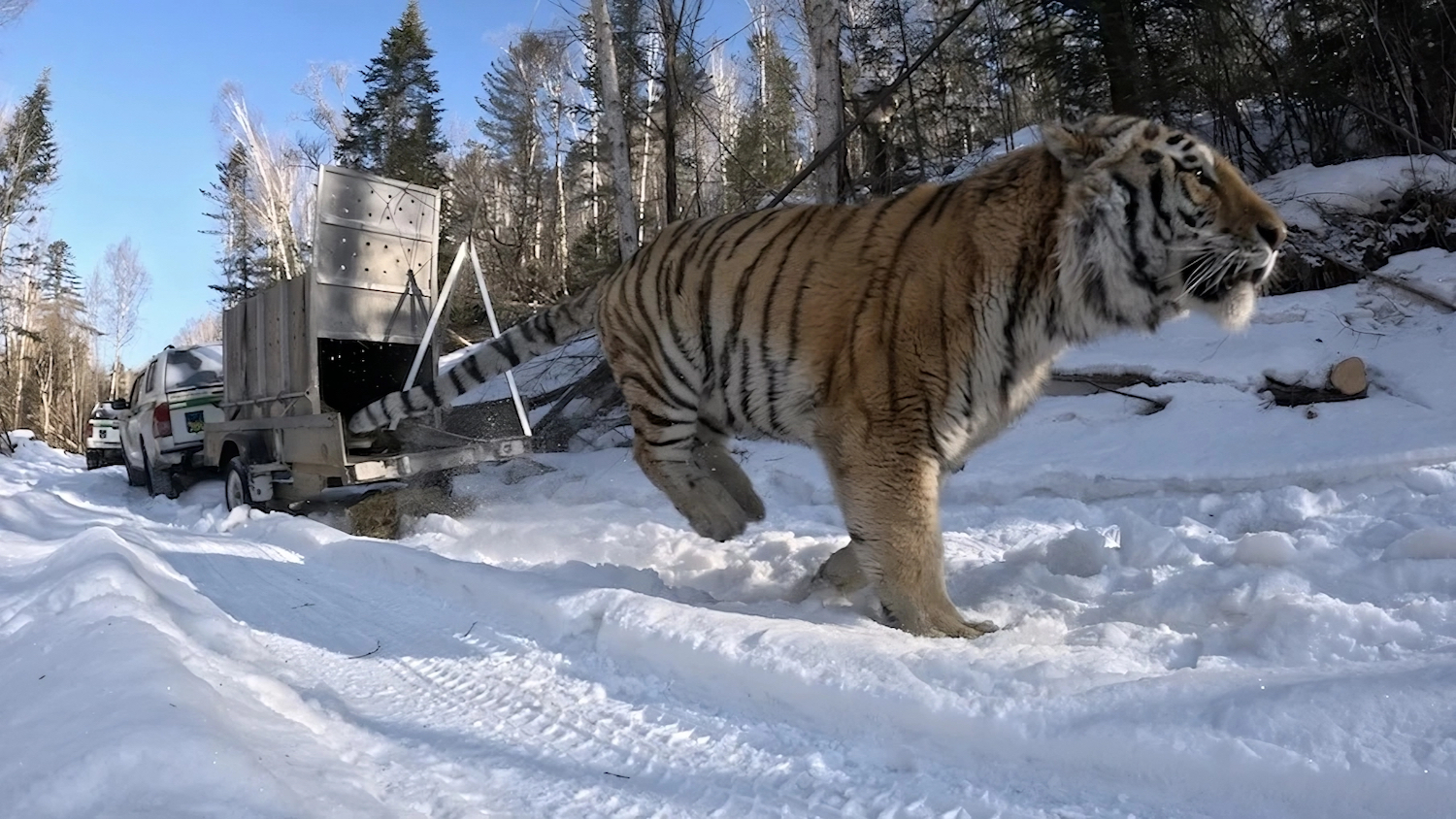 В Приморском крае тигра перевезли подальше от людей