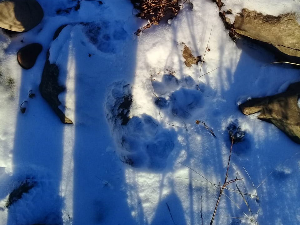 Амурский тигр в Якутии. Подробности