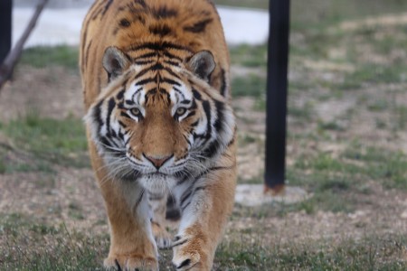 Владимир Путин выпустил на волю амурских тигров в Приамурье