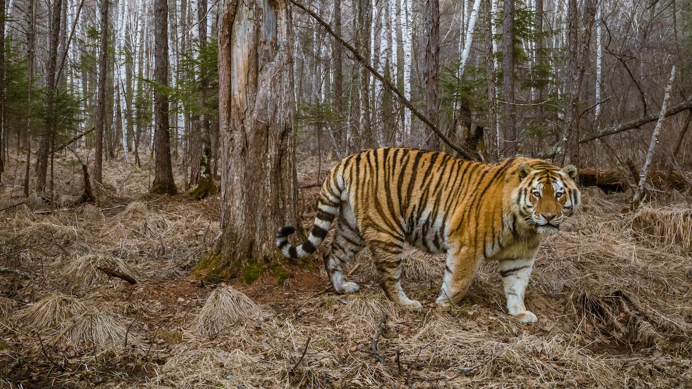 Сбер, Центр «Амурский тигр» и ДВФУ подписали меморандум о сотрудничестве по развитию системы распознавания амурского тигра