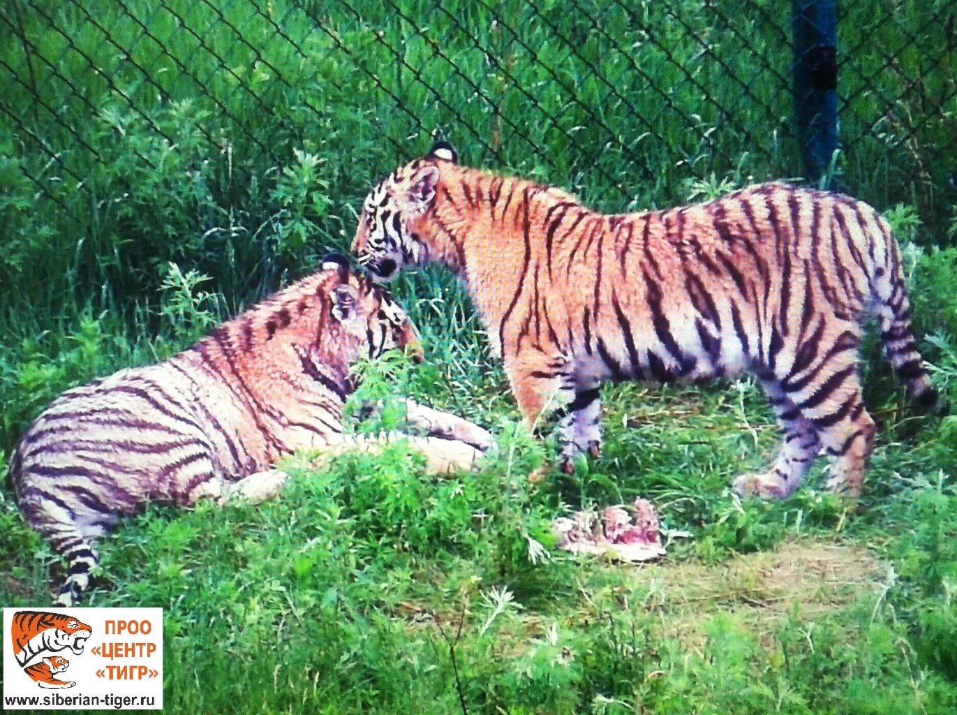 Спасенные тигрята учатся охотиться