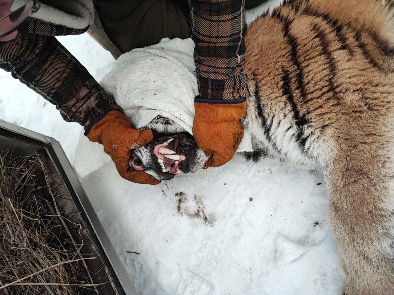 Амурскую тигрицу отловили в Хабаровском крае