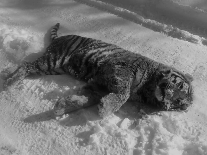 В Хабаровском крае схватка тигров закончилась гибелью одного из участников