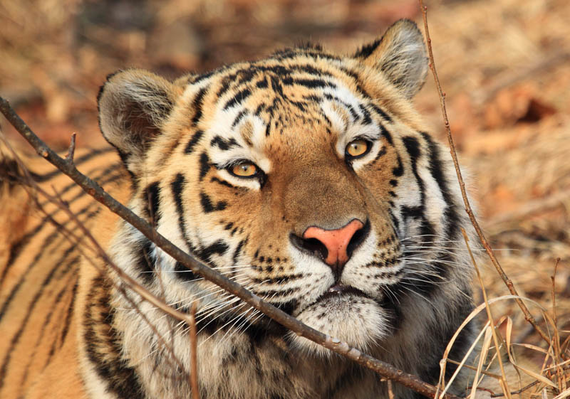 Телебашни РТРС включат подсветку в поддержку природоохранных проектов по сохранению амурского тигра