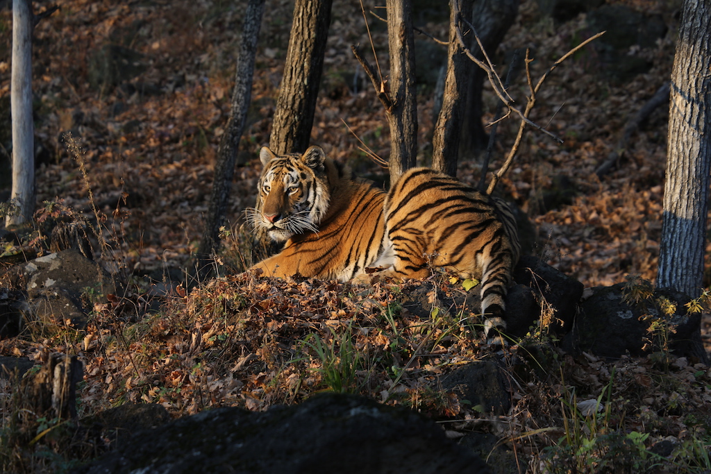 Центр «Амурский тигр» осуществил компенсацию по шести конфликтным ситуациям