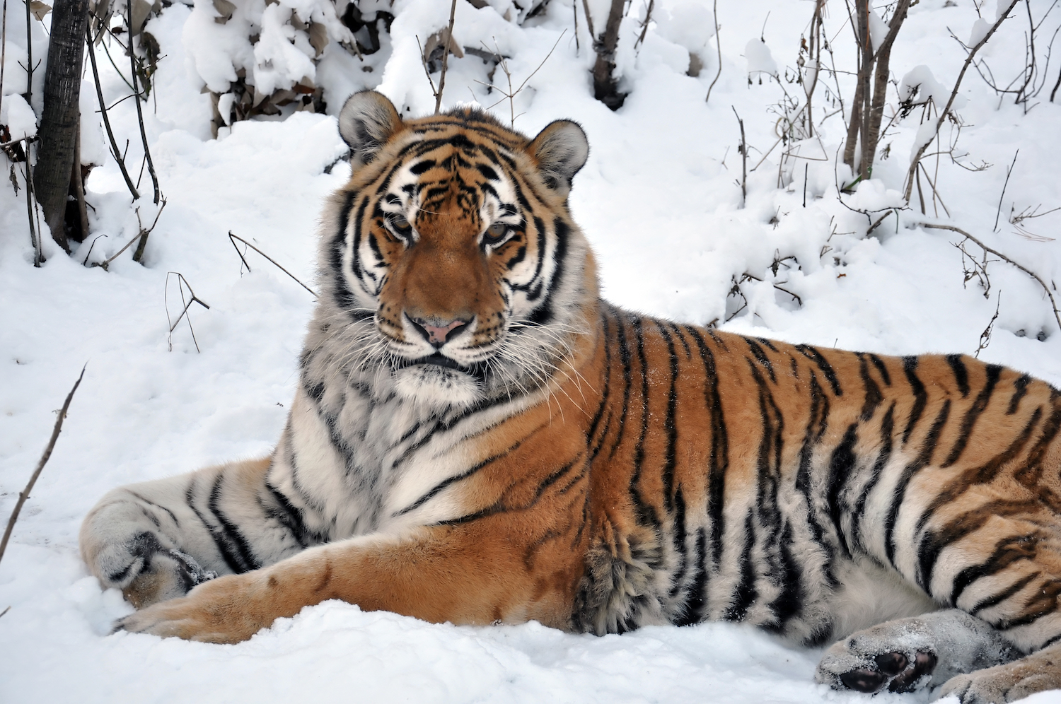 Центр «Амурский тигр» и Министерство природных ресурсов Хабаровского края подписали соглашение о сотрудничестве