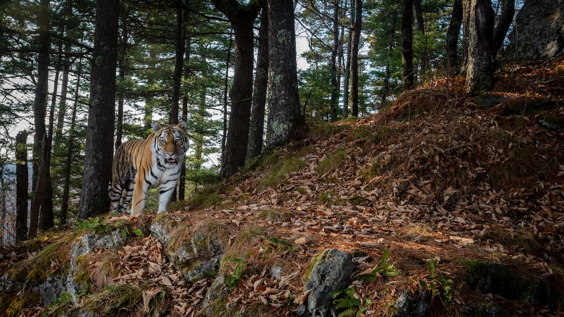 Amur tiger in Khabarovsk Krai. Photo by Sascha Fonseca