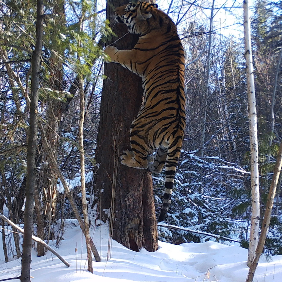 Амурский тигр в национальном парке «Зов тигра»