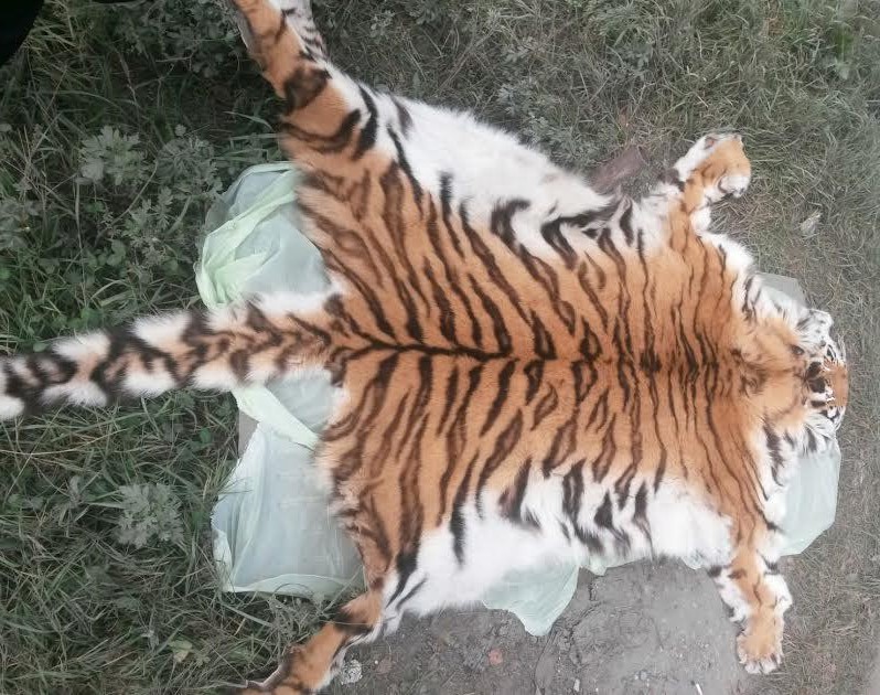В Находке задержали пятерых мужчин, подозреваемых в попытке продажи шкуры амурского тигра