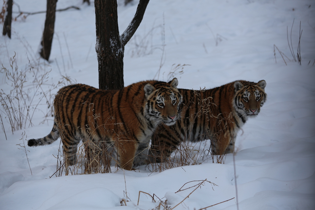 Центр «Амурский тигр» поздравляет с Новым годом!