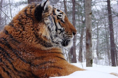 Около 2 тысяч специалистов примут участие в зимнем учете амурского тигра и дальневосточного леопарда