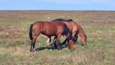 Житель Приморского края получил двух лошадей по программе компенсации