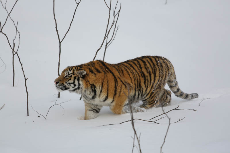Объявлен конкурс на разработку методических рекомендаций для курса «Амурский тигр. Тигроведение»