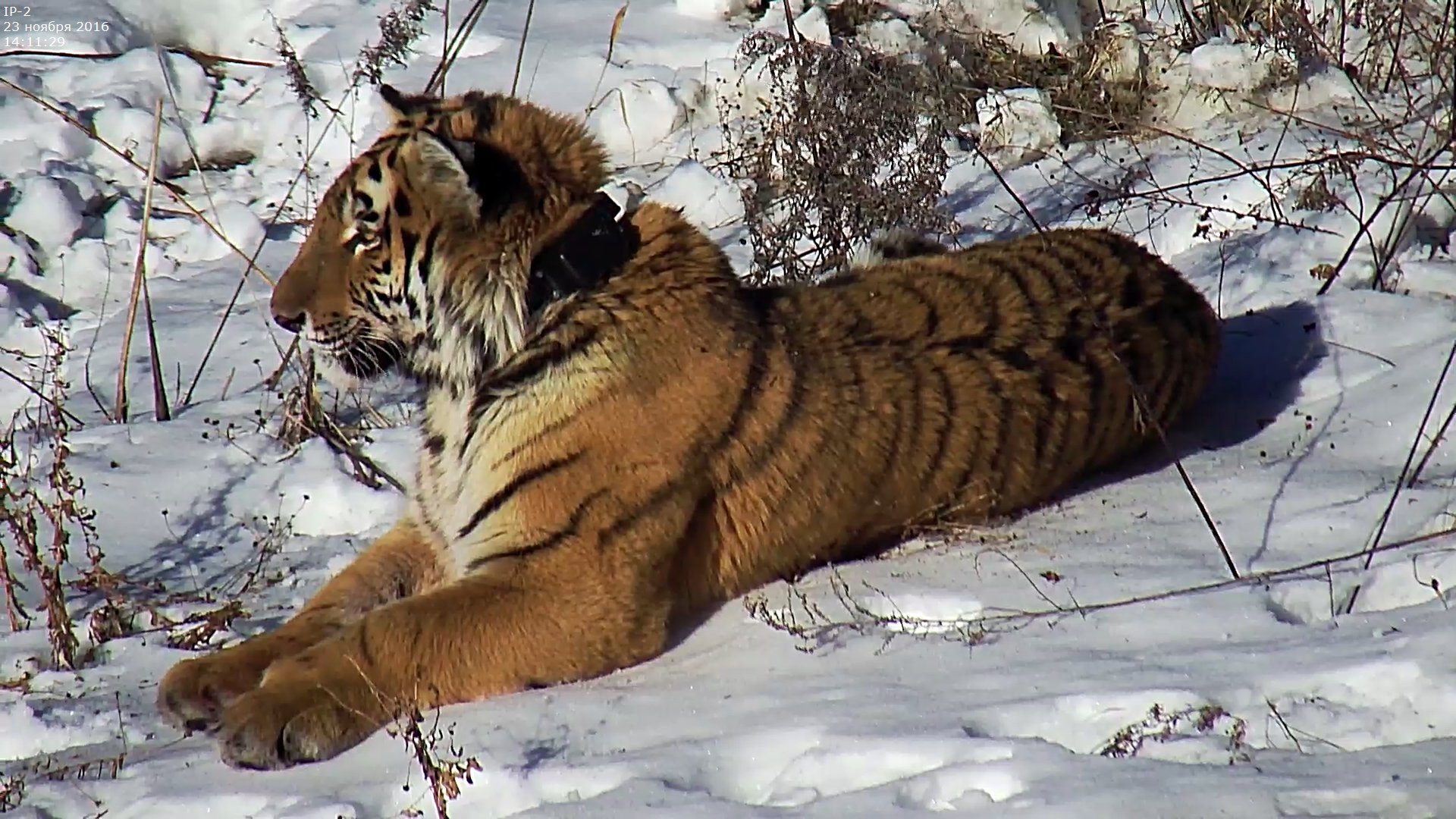 Тигр Владик заглядывается на соседку