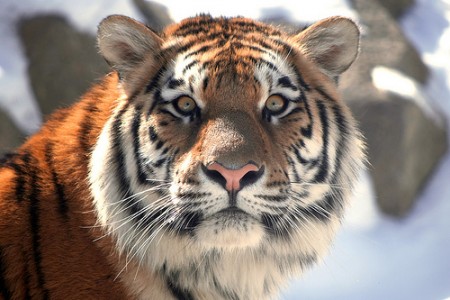Создан Совет Глобальной тигриной инициативы