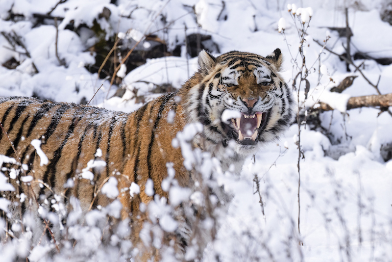Тигриный оскал. Фото: Варвара Дронова