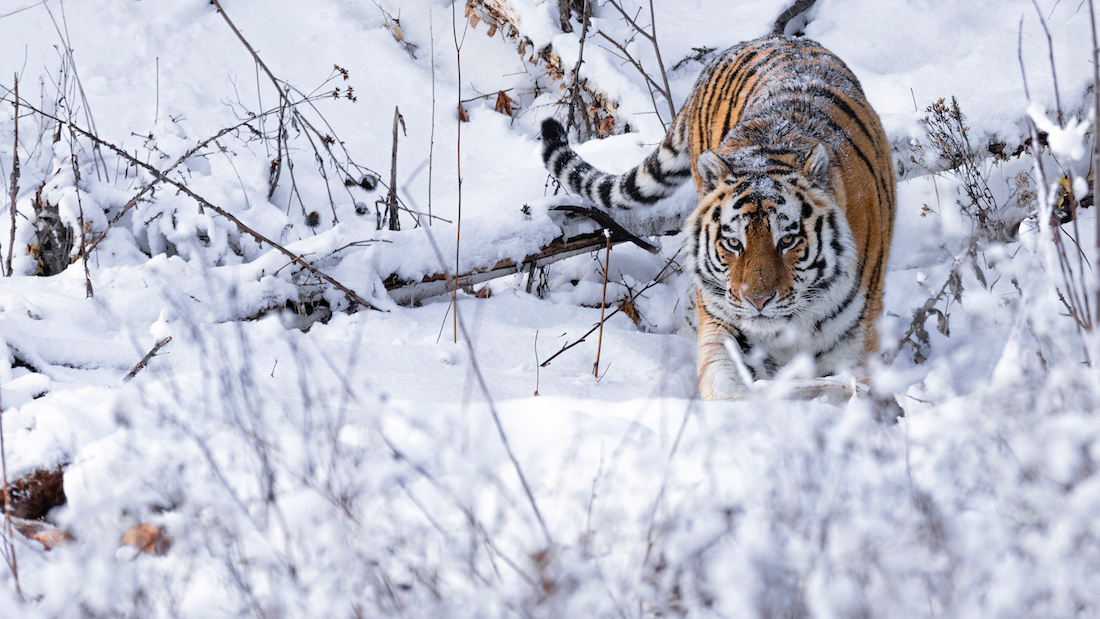 Амурский тигр в Хабаровском крае. Фото: Варвара Дронова