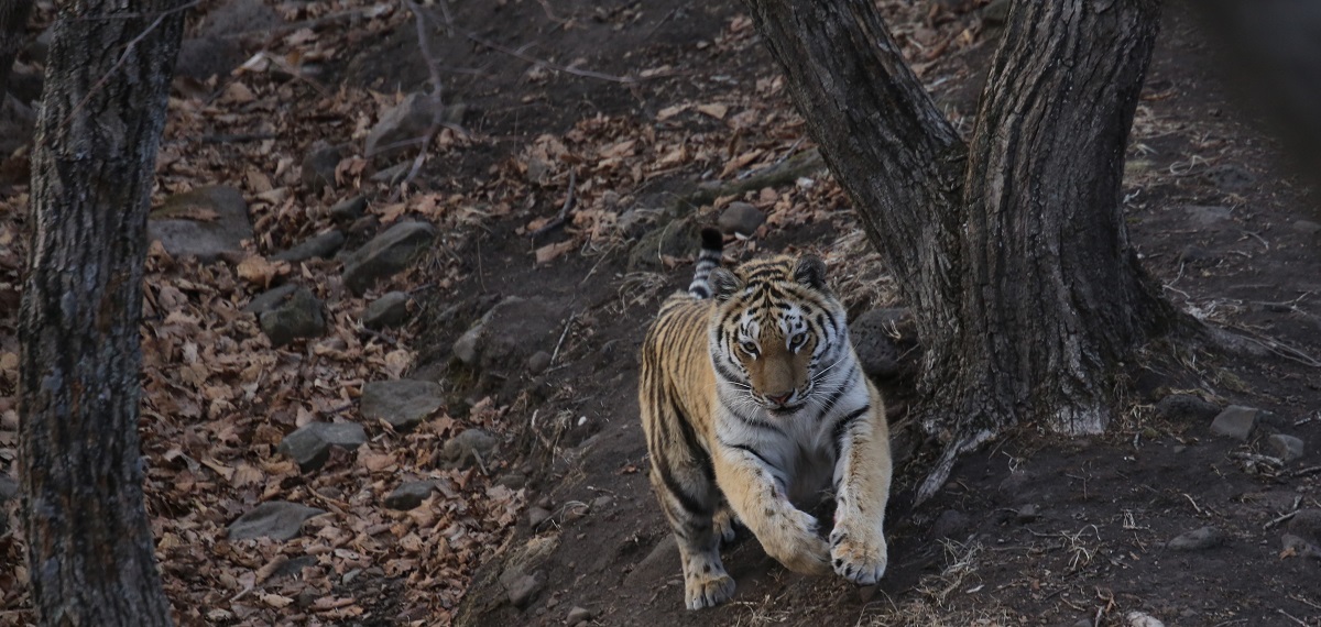 Тигра ищут во Владивостоке
