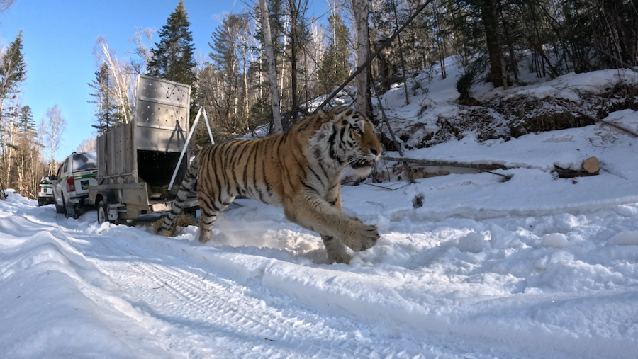Выпуск амурского тигра в дикую природу Приморского края