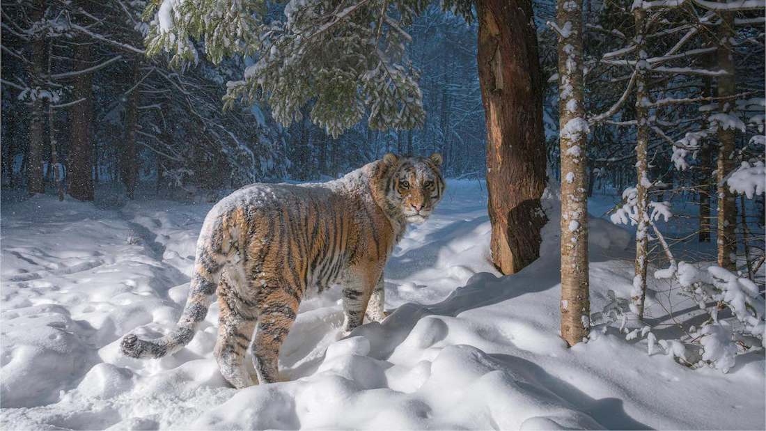 Амурский тигр в Хабаровском крае. Фото: Sascha Fonseca