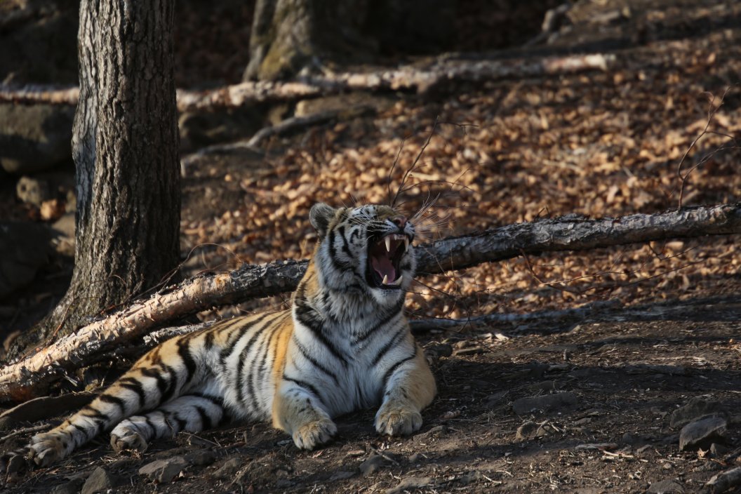 Наказание трудом за попытку продать шкуру тигра