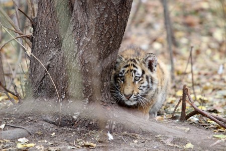 Крымские львы и тигры будут сыты