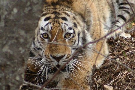 Наказание за убийство тигра неотвратимо