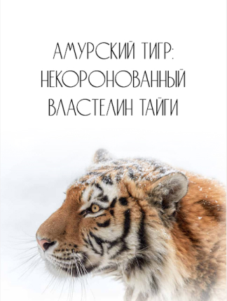Amur tiger, the uncrowned tsar of the taiga