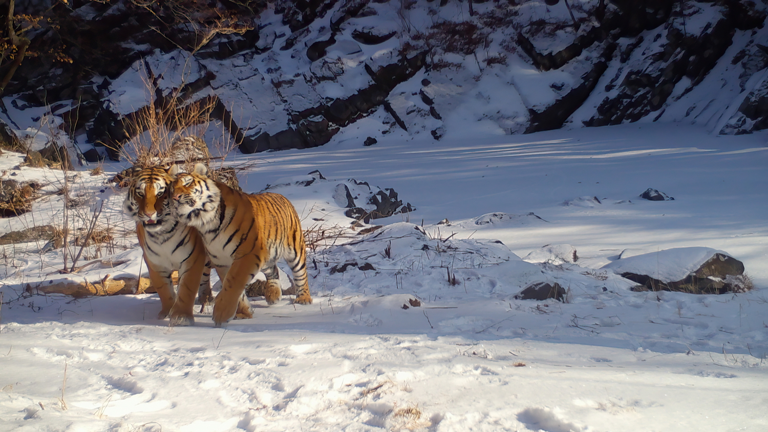 Амурские тигры в национальном парке «Земля леопарда»