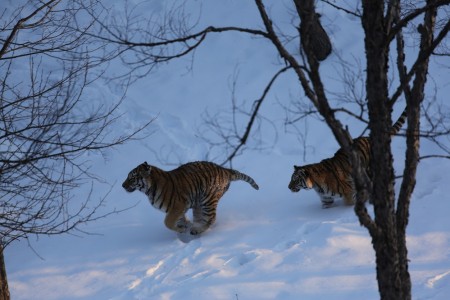 В России продолжается работа по выявлению случаев браконьерства