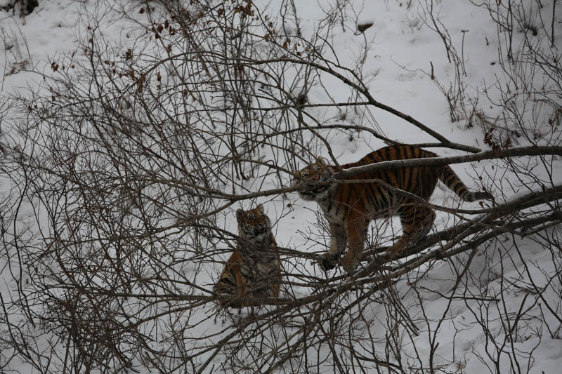 Правительство Приморского края и Центр «Амурский тигр» выступают за запрет охоты в районах ЧС (ОБНОВЛЕНО)