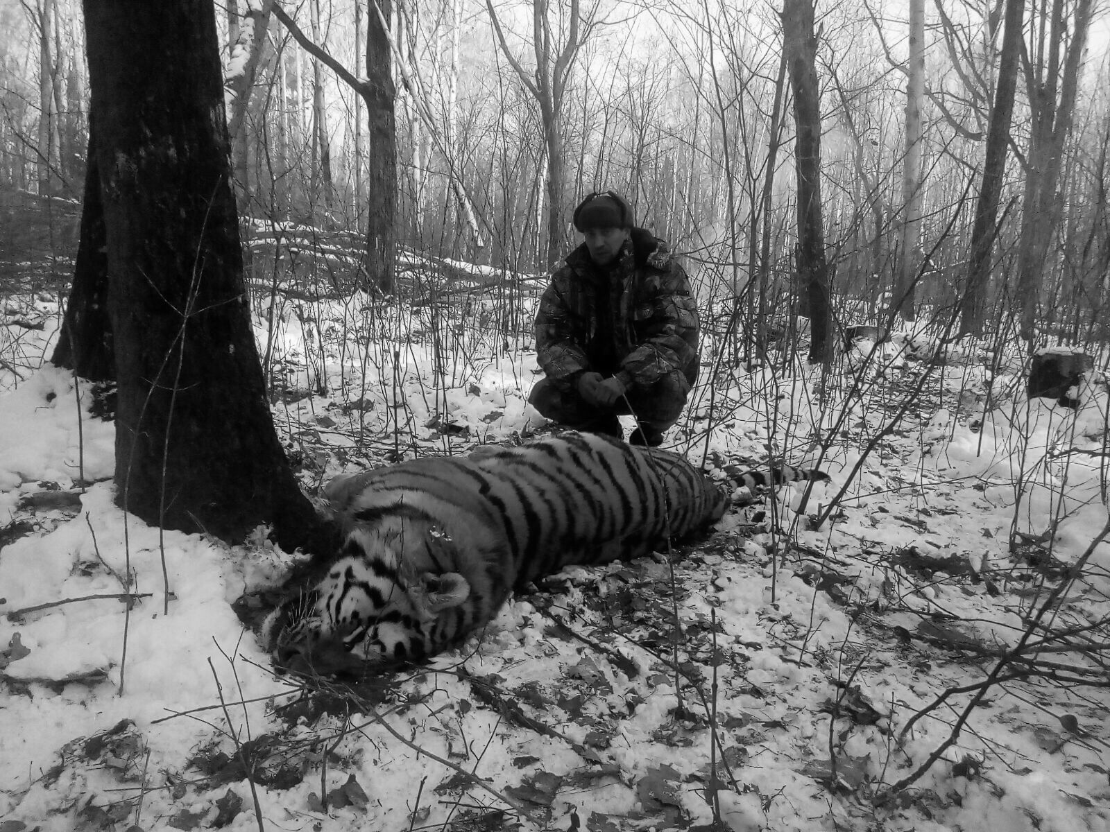 Амурский тигр убит в Хабаровском крае
