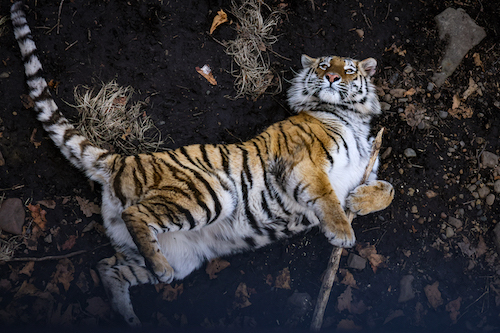 «Амурские тигры» договорились о сотрудничестве в поддержку амурских тигров