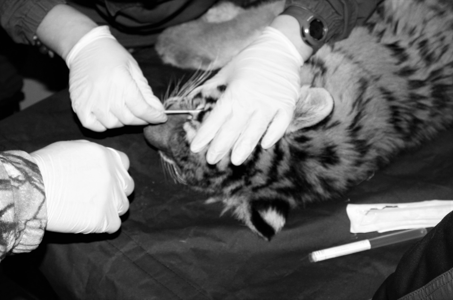The tiger cub found in Primorye couldn't survive