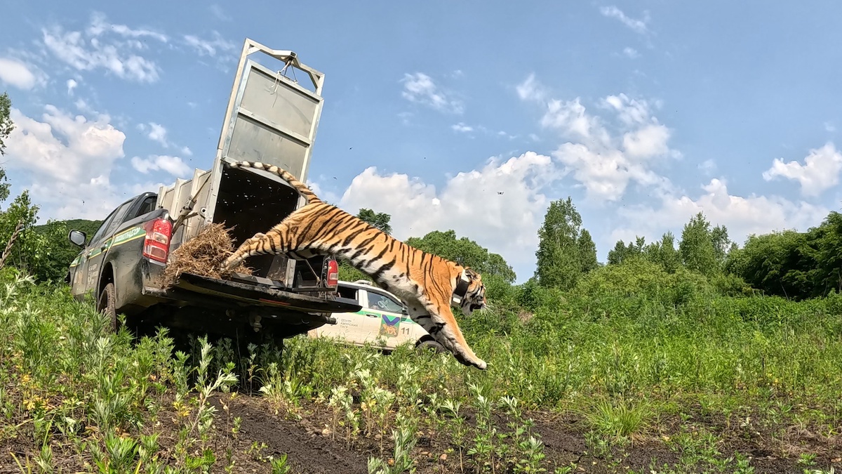 Двух амурских тигриц вернули в дикую природу