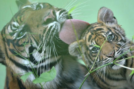 Выполнение поручений Президента России поможет делу сохранения амурского тигра